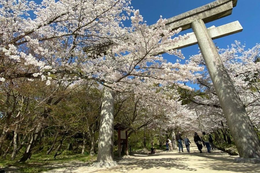 fukuoka-sakura