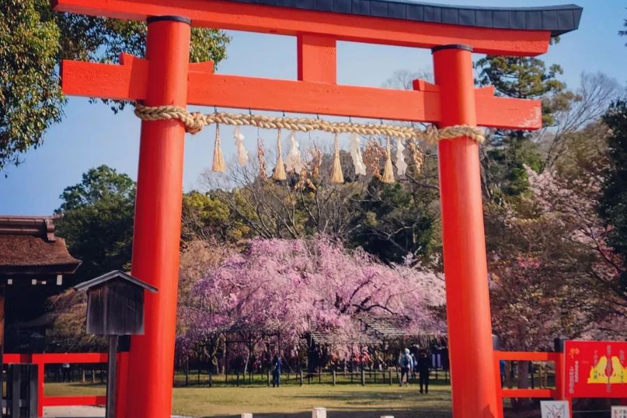 kyoto-sakura