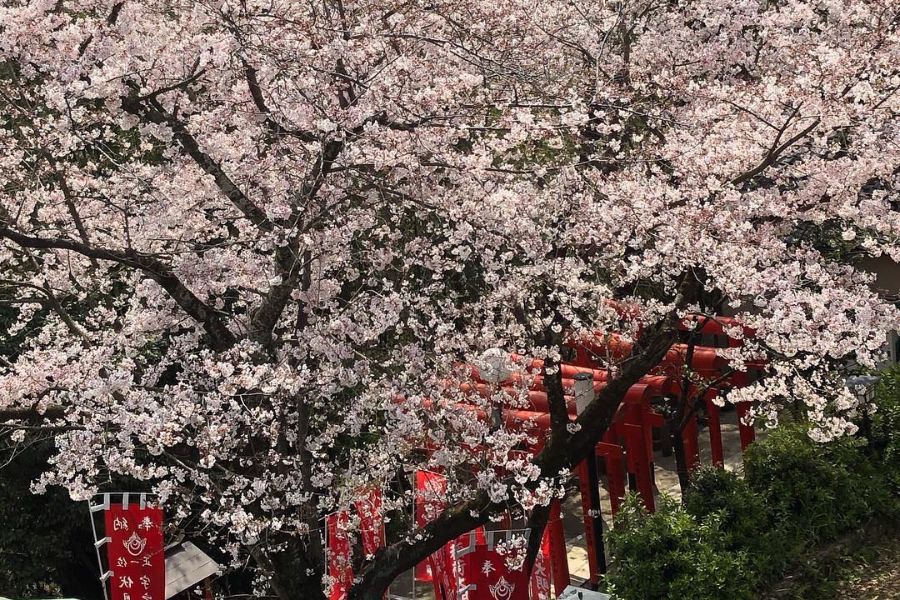 fukuoka-sakura