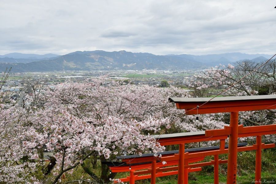 fukuoka-sakura