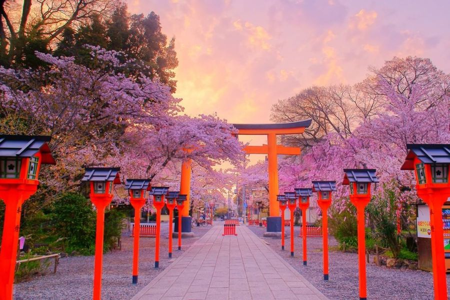 kyoto-sakura