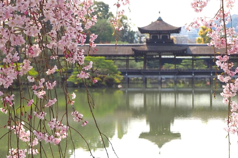 kyoto-sakura