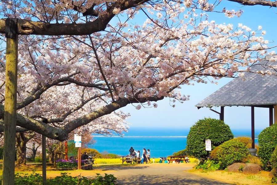 fukuoka-sakura