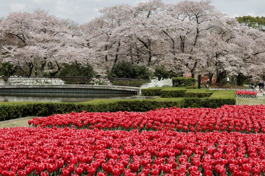 kyoto-sakura