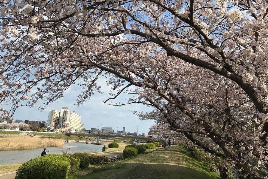 fukuoka-sakura