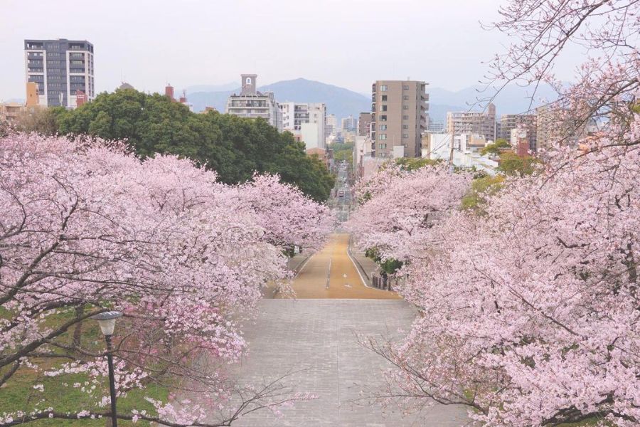 fukuoka-sakura