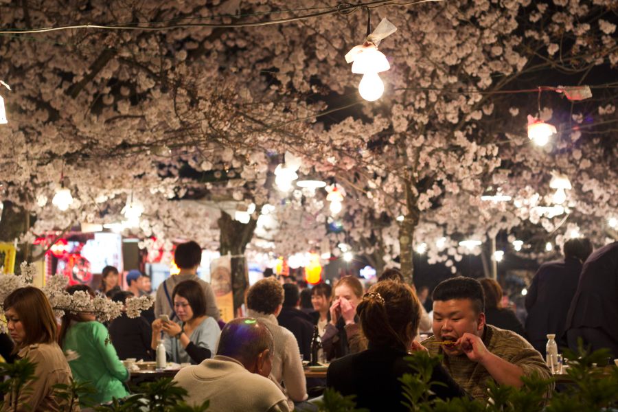 kyoto-sakura