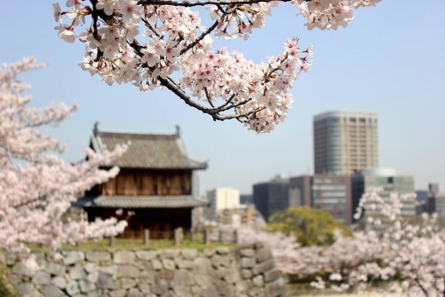 fukuoka-sakura