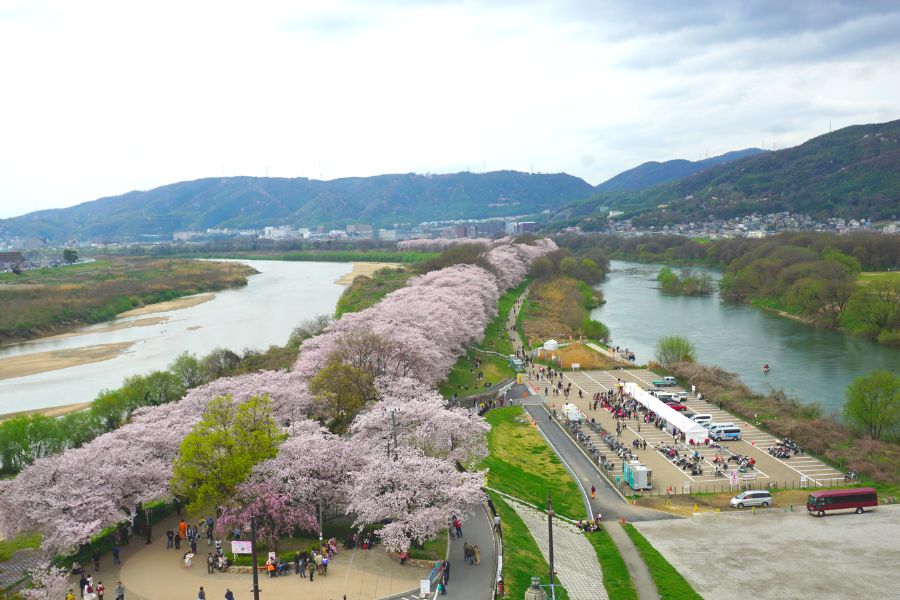 kyoto-sakura