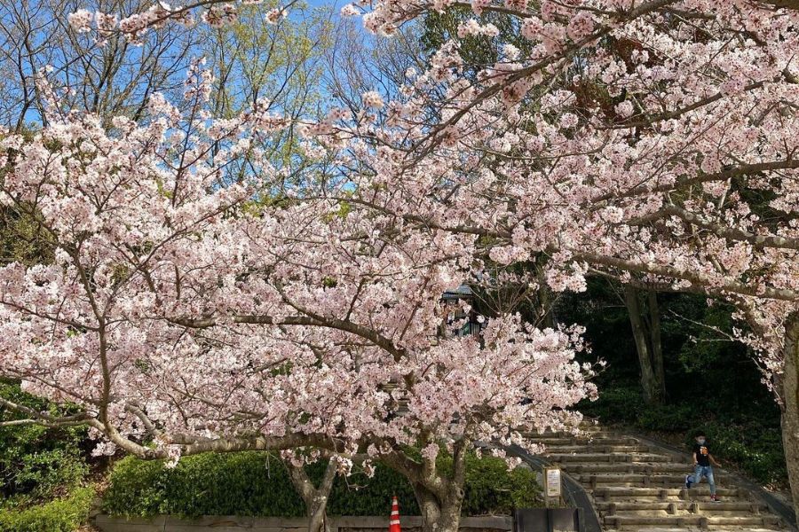 fukuoka-sakura