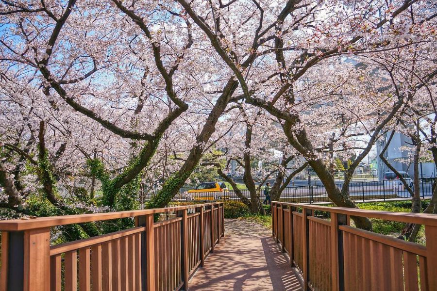 fukuoka-sakura