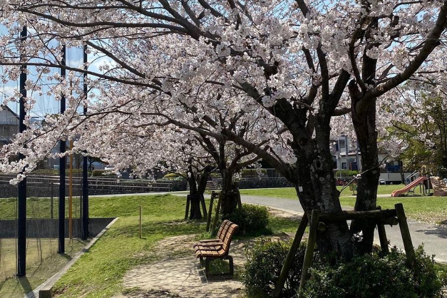 fukuoka-sakura