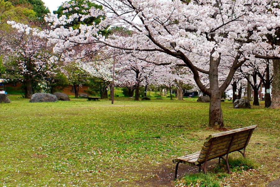 fukuoka-sakura