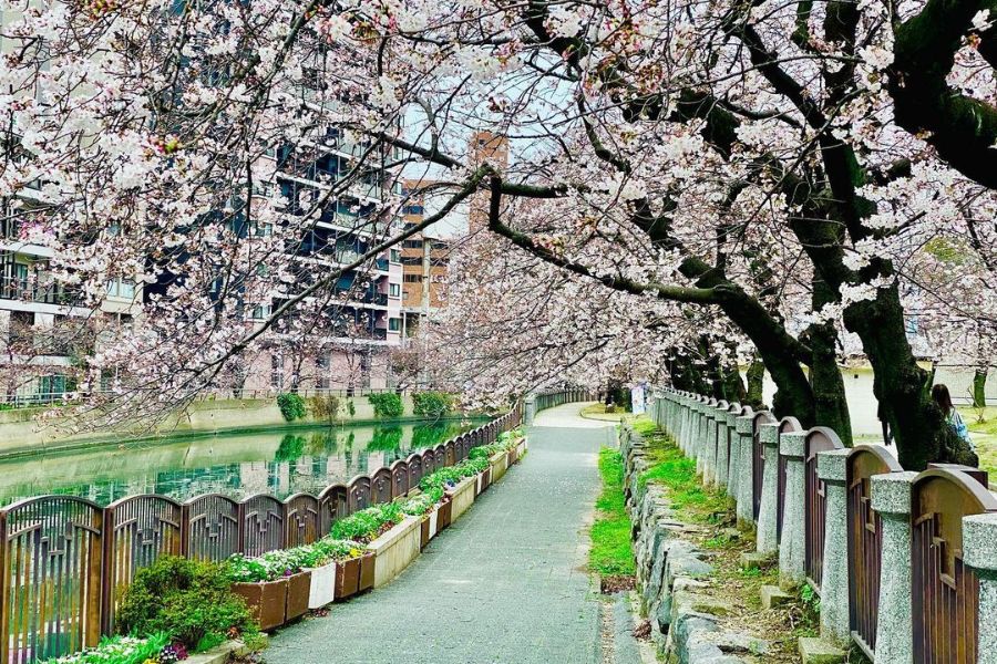 fukuoka-sakura