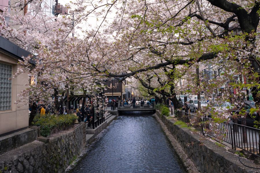 kyoto-sakura