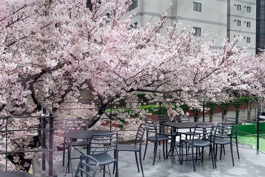 busan-sakura