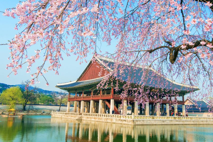 korea-sakura-guide