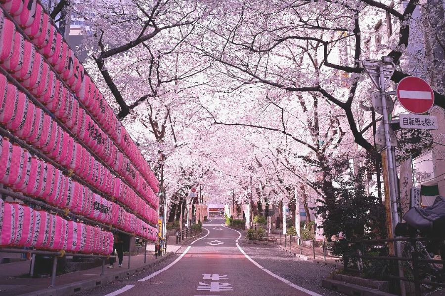 tokyo-sakura