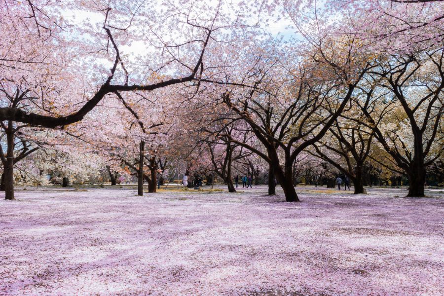 tokyo-sakura