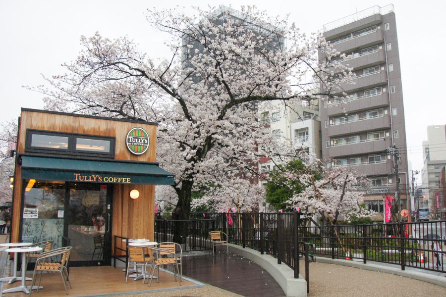 tokyo-sakura-cafe