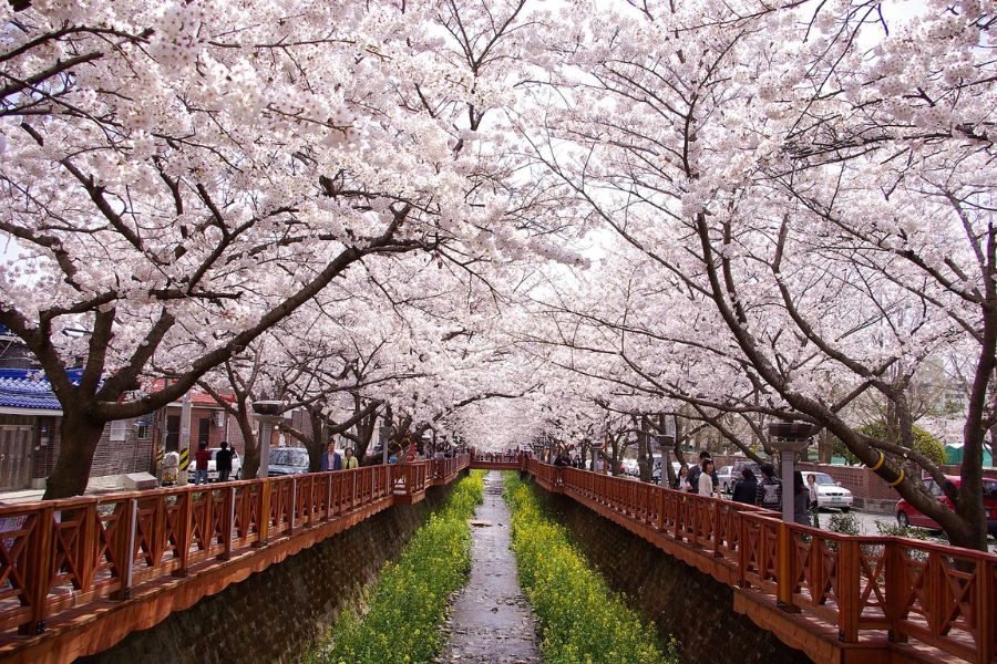 korea-sakura-guide