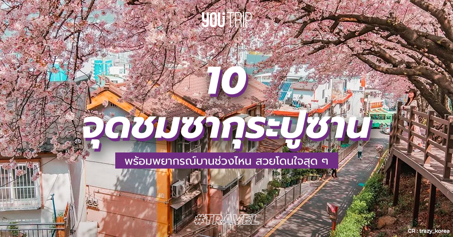 busan-sakura
