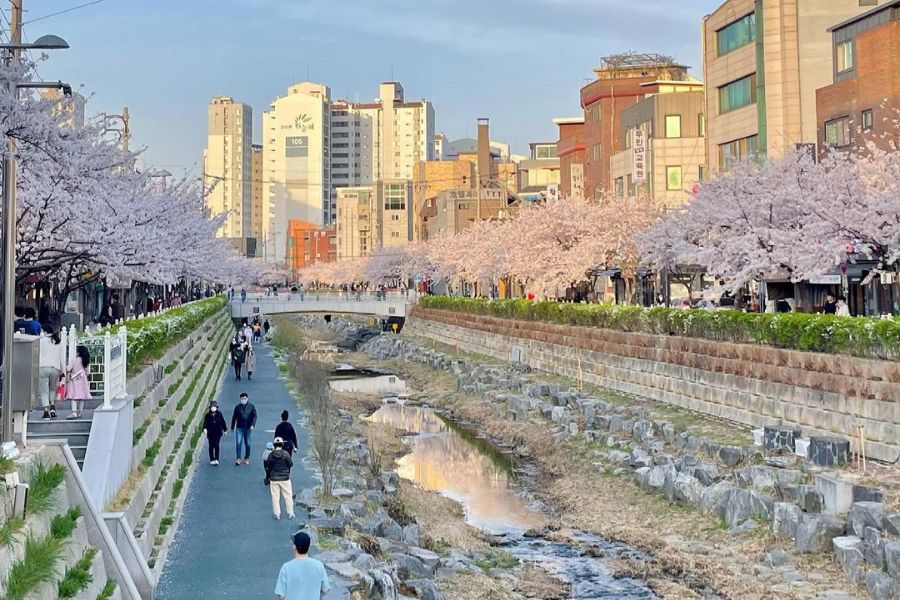 seoul-sakura