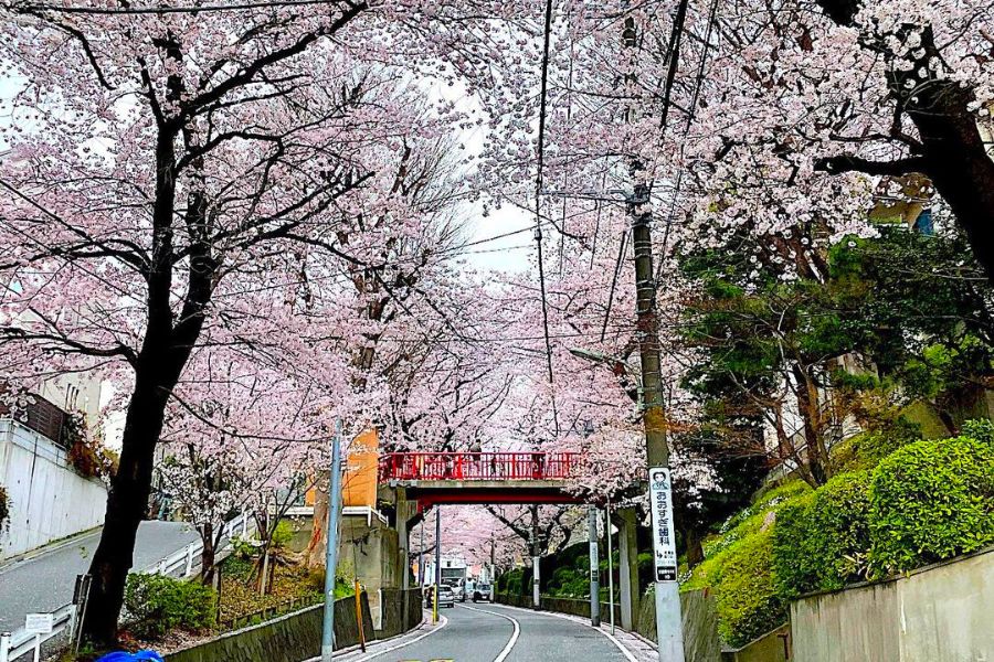 tokyo-sakura