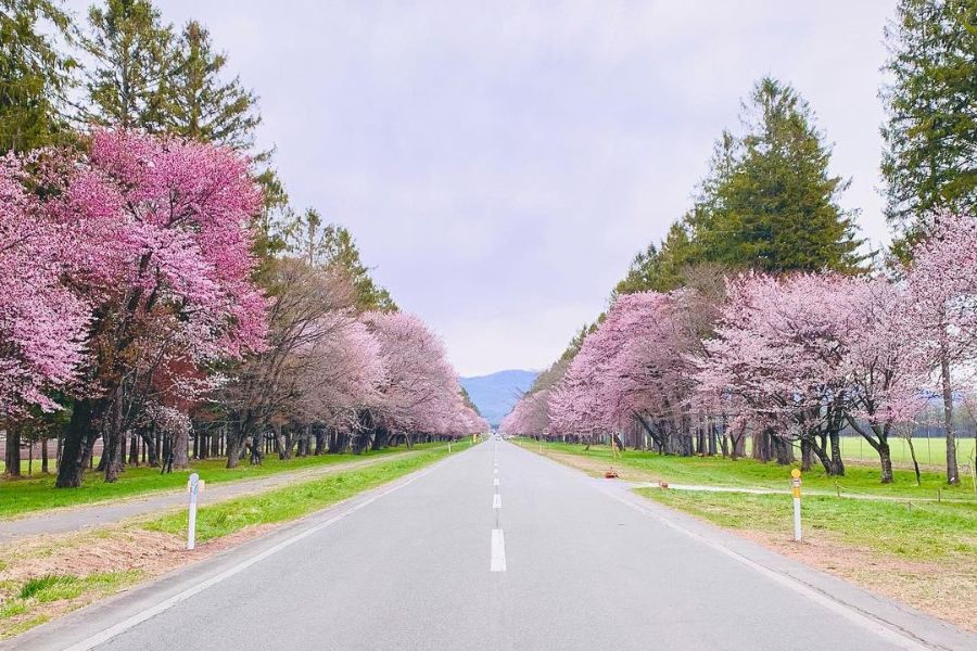 hokkaido-sakura