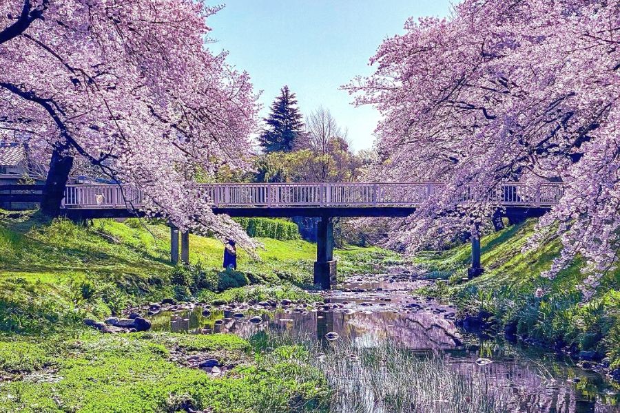 tokyo-sakura