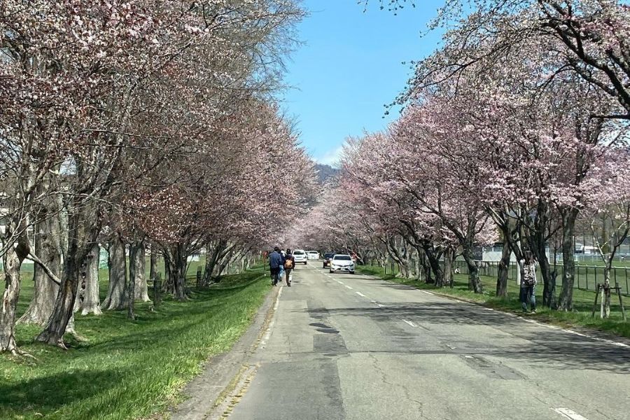 hokkaido-sakura