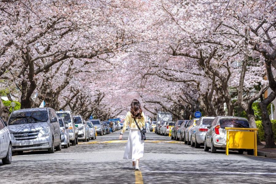 busan-sakura