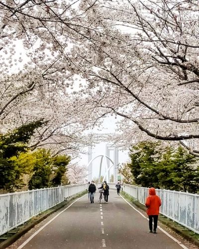 hokkaido-sakura