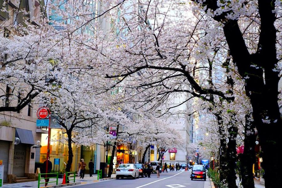 tokyo-sakura