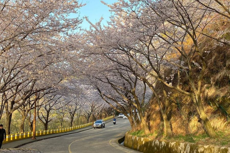 busan-sakura