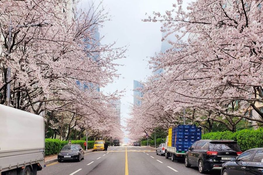 busan-sakura