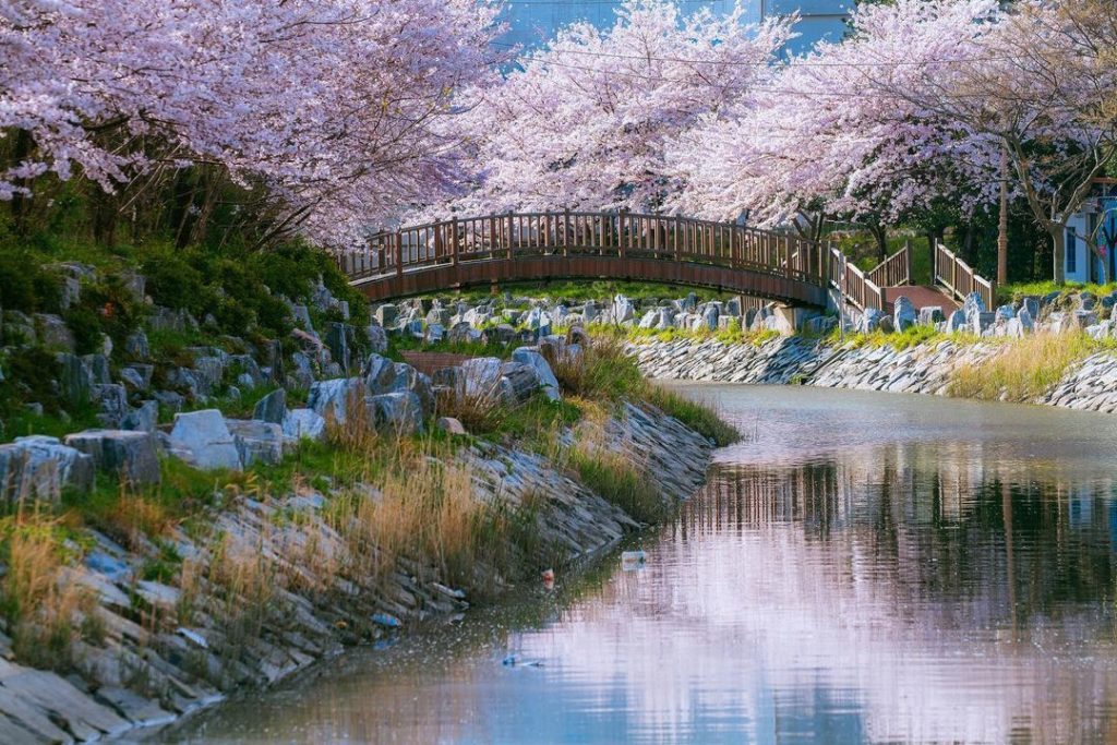 korea-sakura-guide