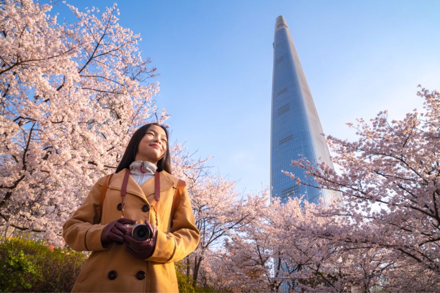 korea-sakura-guide