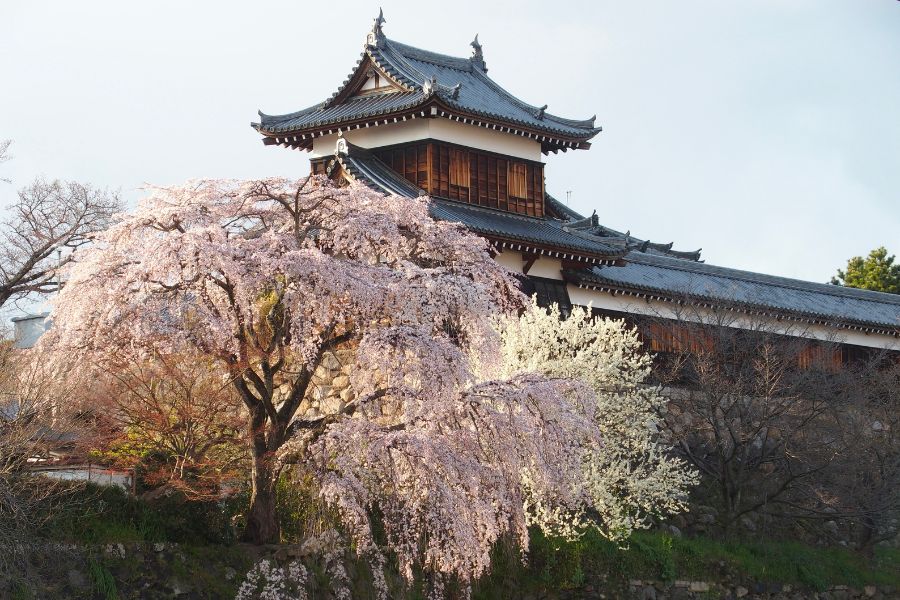 osaka-sakura