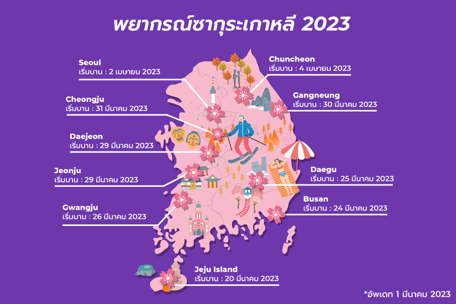 korea-sakura-guide