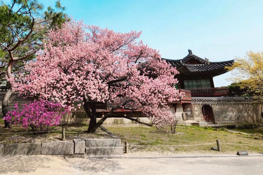 seoul-sakura