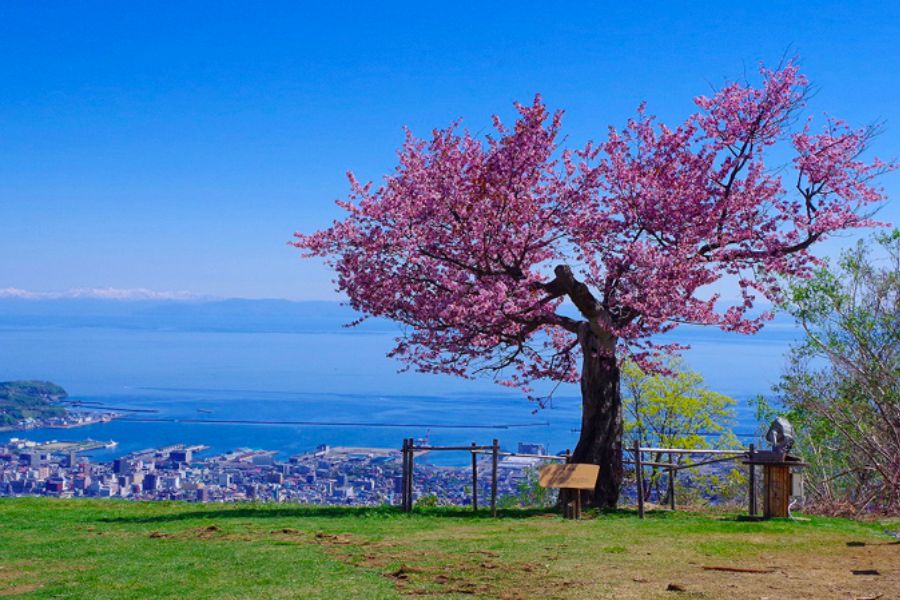 hokkaido-sakura