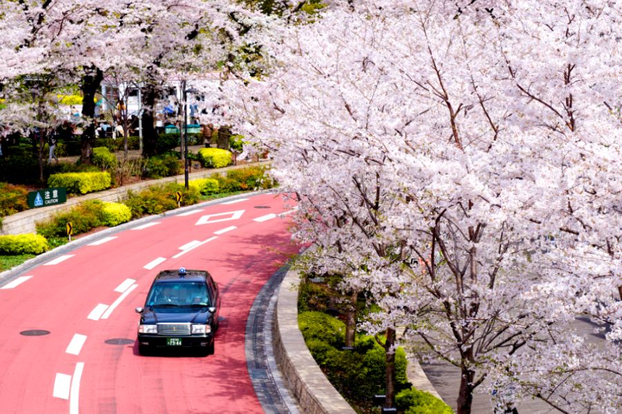 tokyo-sakura