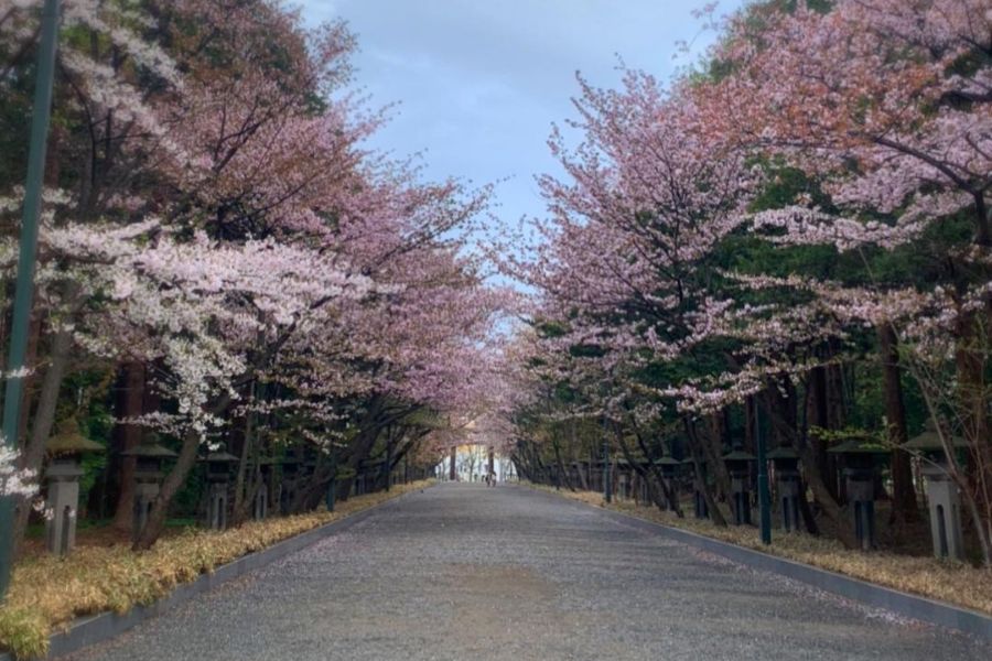 hokkaido-sakura