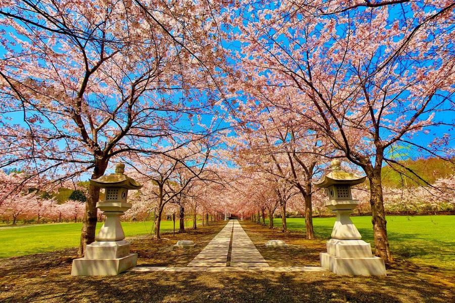 hokkaido-sakura