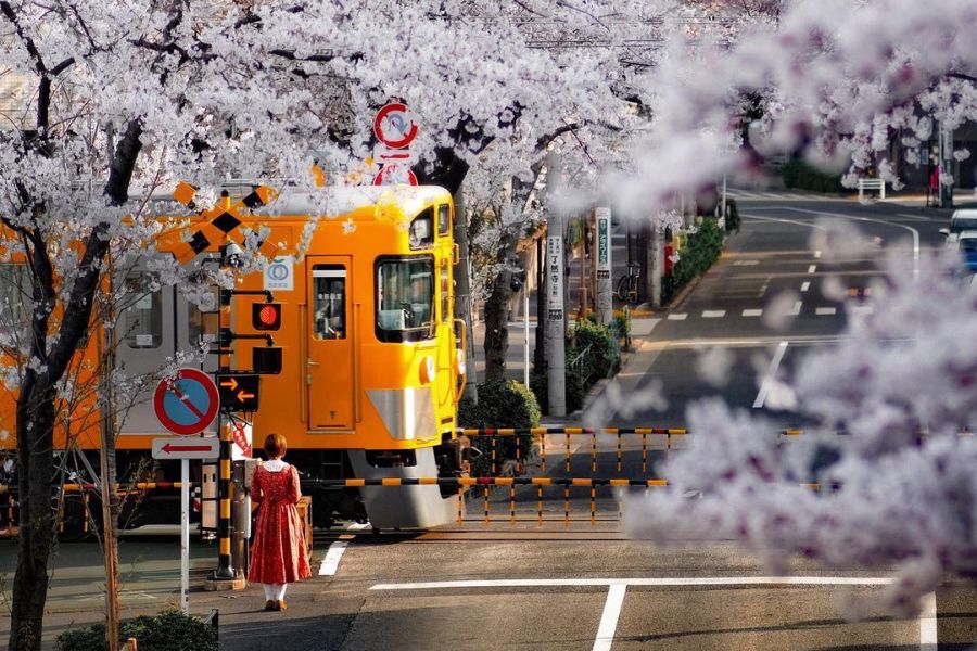 tokyo-sakura