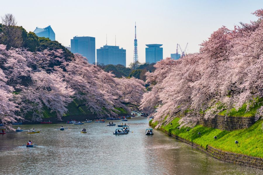 tokyo-sakura