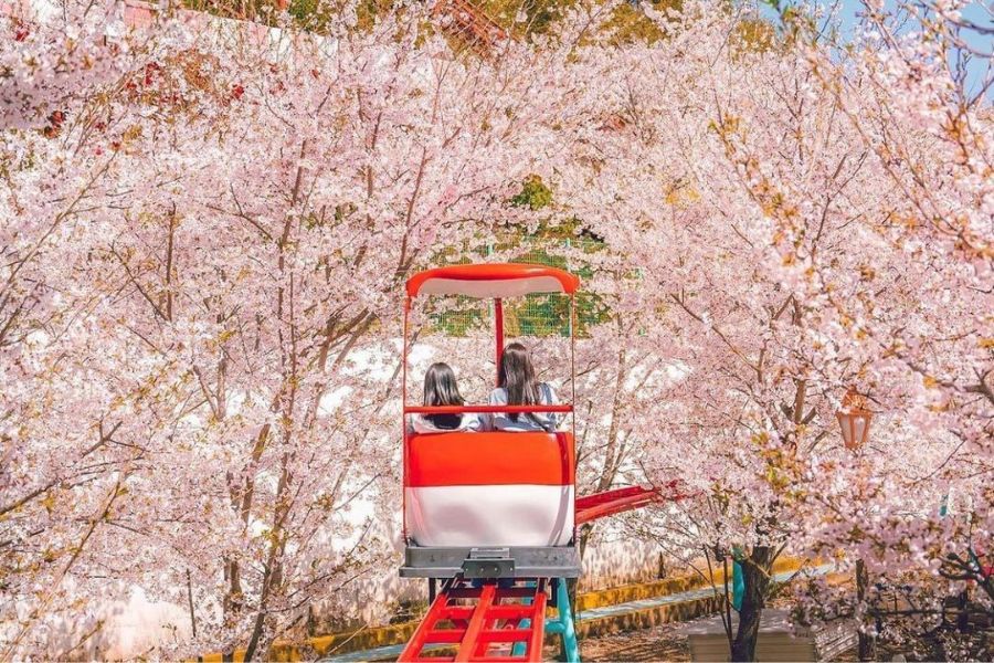 korea-sakura-guide