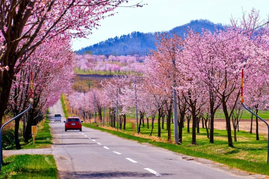 hokkaido-sakura