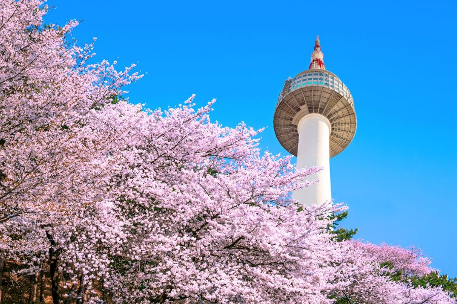 korea-sakura-guide